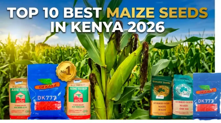 Top 10 Best Maize Seeds in Kenya 2026