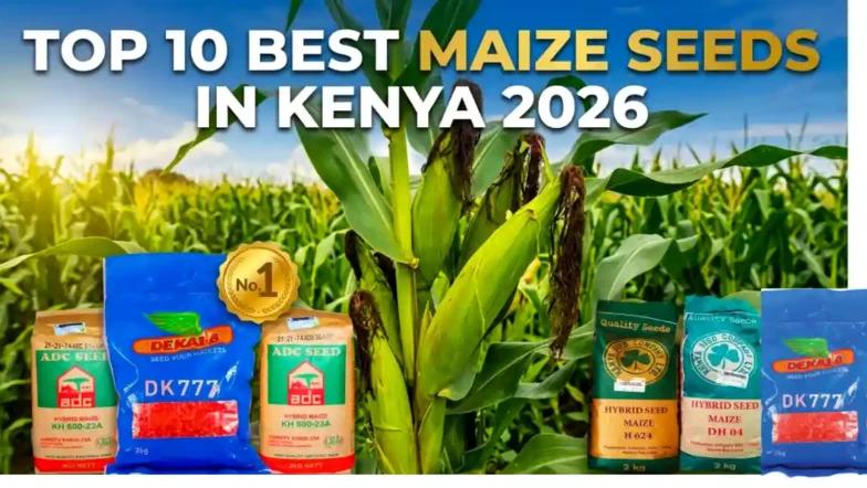 Top 10 Best Maize Seeds in Kenya 2026