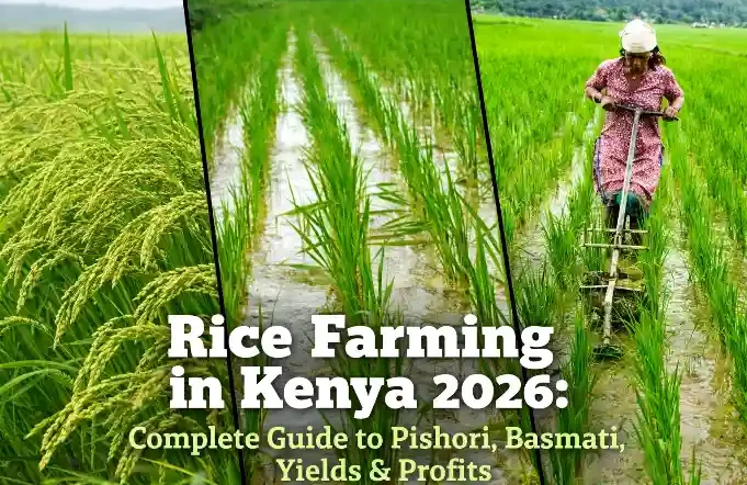 A collage showing mature rice stalks, young rice plants in flooded fields, and a female farmer using a mechanical tool in a paddy, titled 'Rice Farming in Kenya 2026'.