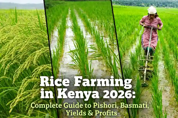 A collage showing mature rice stalks, young rice plants in flooded fields, and a female farmer using a mechanical tool in a paddy, titled 'Rice Farming in Kenya 2026'.
