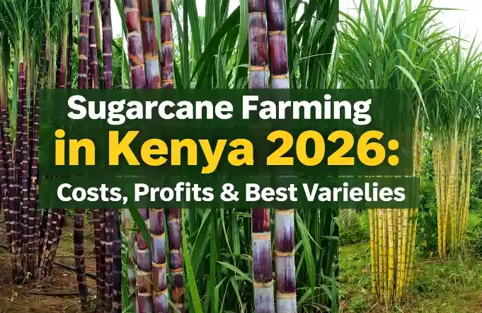 Sugarcane Farming in Kenya 2026: Costs, Profits & Best Varieties