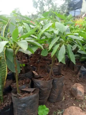 young avocado saplings planted in black polybags at an outdoor plant nursery.