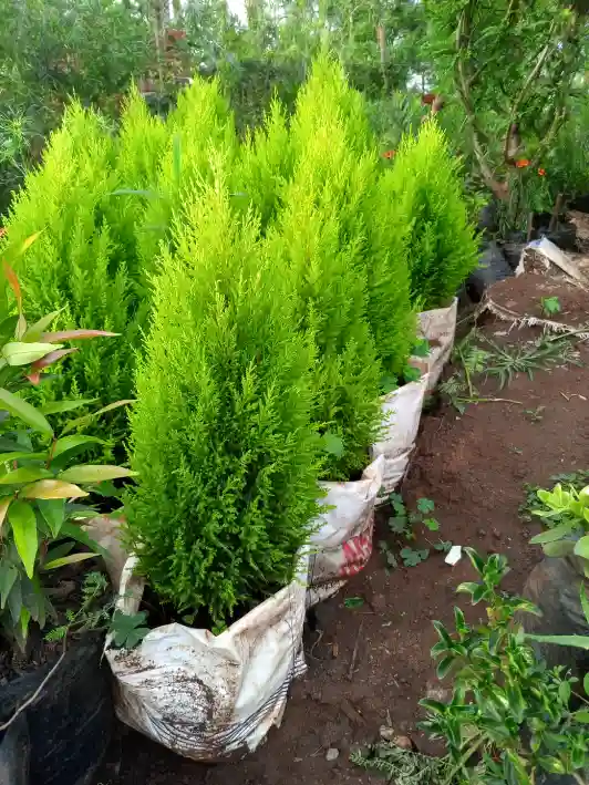 kenyan cypress nursery