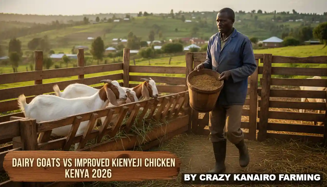 A farmer carrying a bucket of locally formulated feeds into a wooden zero-grazing unit housing several dairy goats in Kiambu County