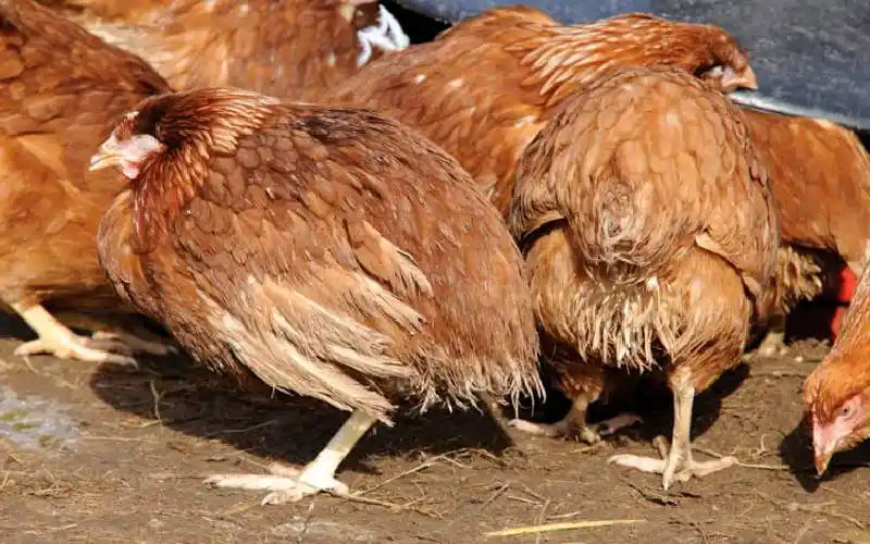 kenyan farm chickens