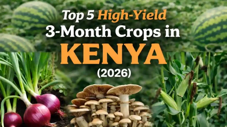 Top 5 High-Yield 3-Month Crops in Kenya 2026