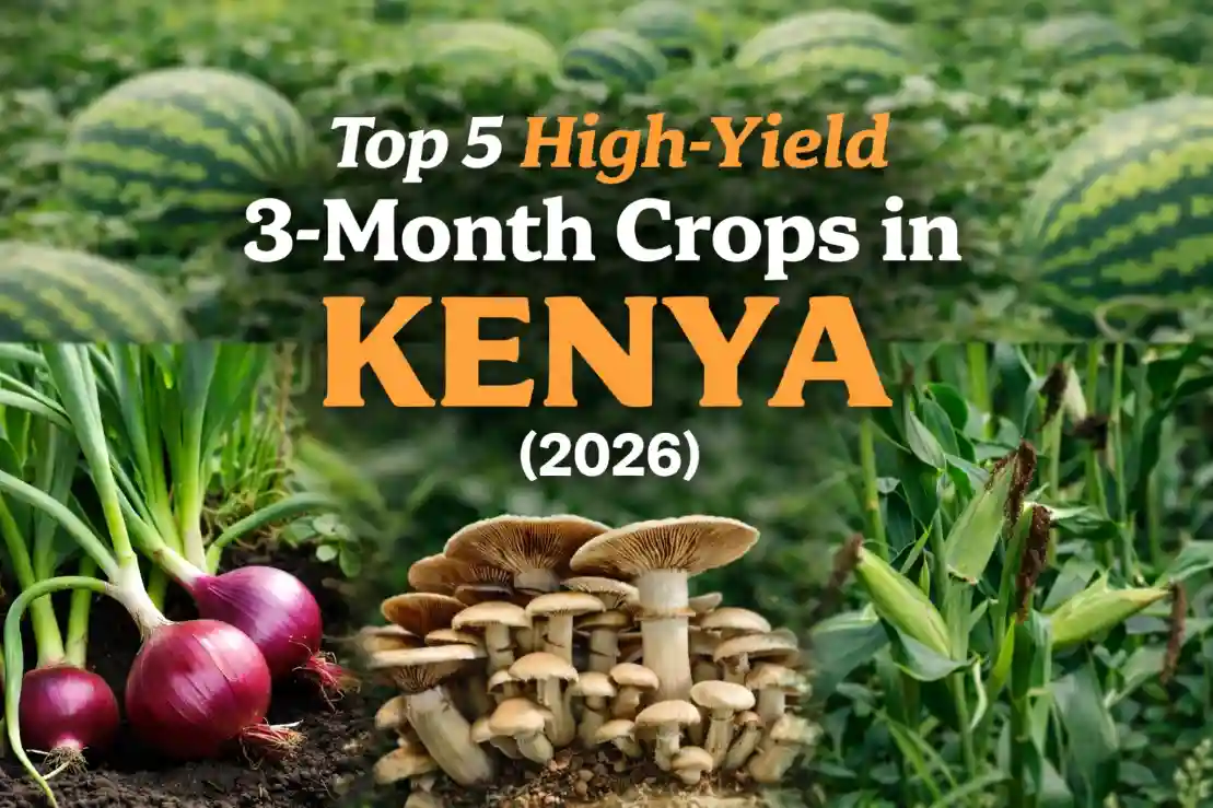 Top 5 High-Yield 3-Month Crops in Kenya 2026