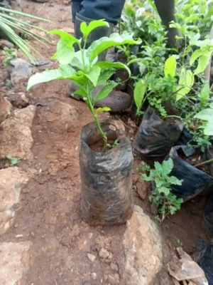 Healthy Purple Passion Fruit Seedlings