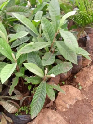 Premium Loquat Seedlings