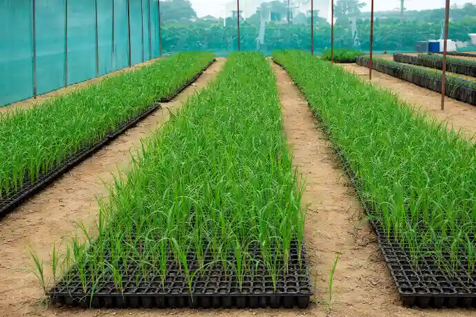 Rows of young green sugarcane seedlings grow in black starter trays inside a large nursery structure with mesh walls.