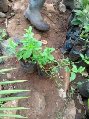 Fresh Mint Herb Seedlings