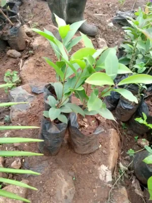 Waterberry (Zabalao) Seedlings
