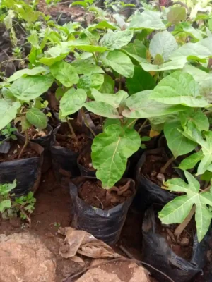 High-Quality Tree Tomato Seedlings