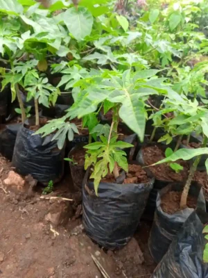High-Quality Pawpaw Malkia F1 Seedlings