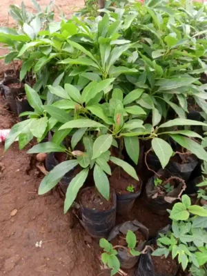 Grafted Hass Avocado Seedlings