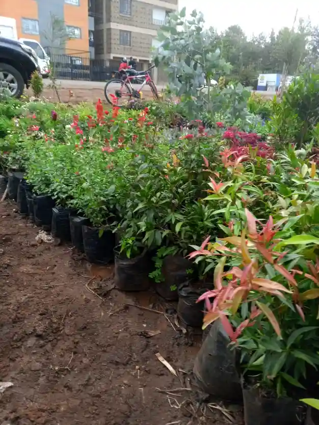 kenyan plant nursery 2
