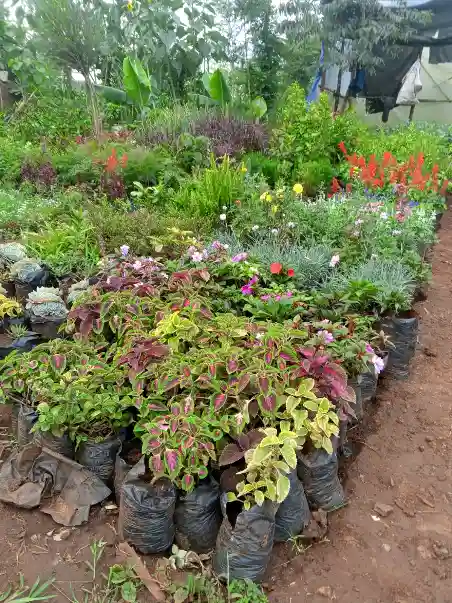 kenyan plant nursery 3