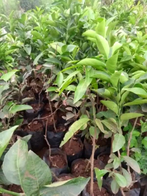 Grafted Pixie Orange