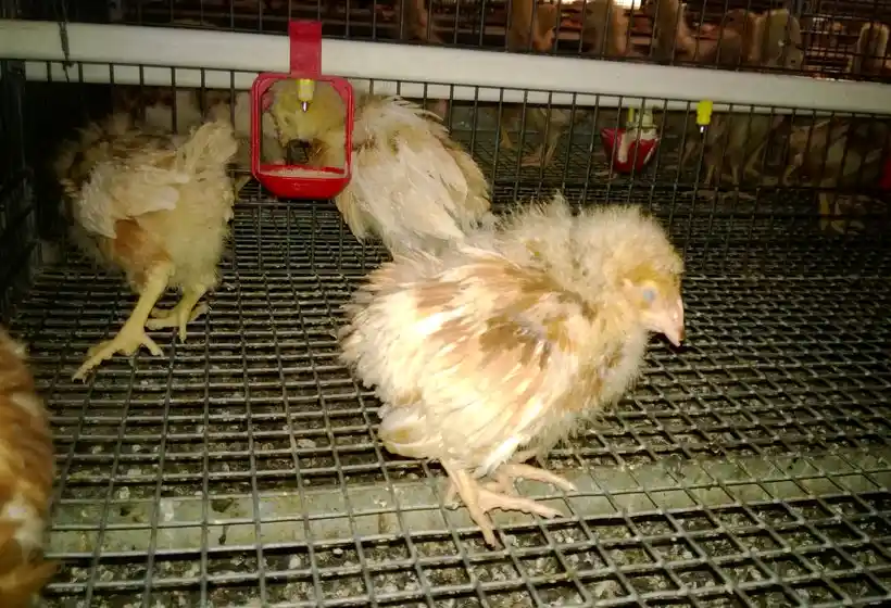 Several young chicks with ruffled feathers stand on a wire mesh floor inside an industrial poultry cage with a red water dispenser.