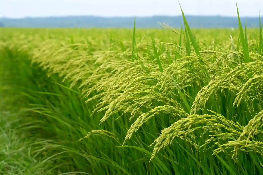 A vast, lush green rice field features maturing stalks heavy with golden-green grains stretching towards a distant, soft horizon.