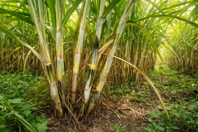 KEN83-737 sugarcane variety growing healthy in a farm field, thick green stalks with strong nodes and lush leaves under natural sunlight, realistic agricultural scene, 16:9