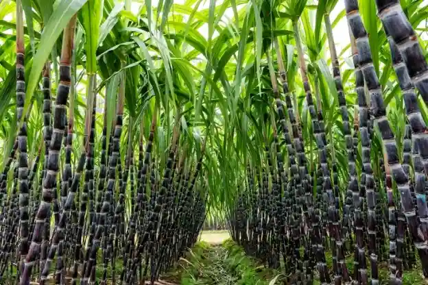 kenyan sugarcane farm