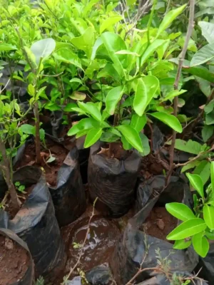 Lemon Seedlings