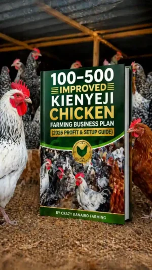 100–500 Improved Kienyeji Chicken Farming Business Plan