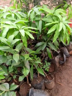 Apple Mango Seedlings