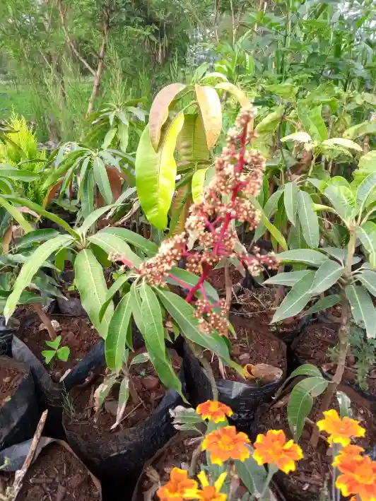 mango seedlings kenya
