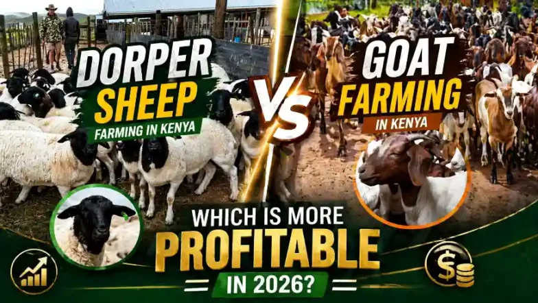 Dorper Sheep vs Goat Farming in Kenya