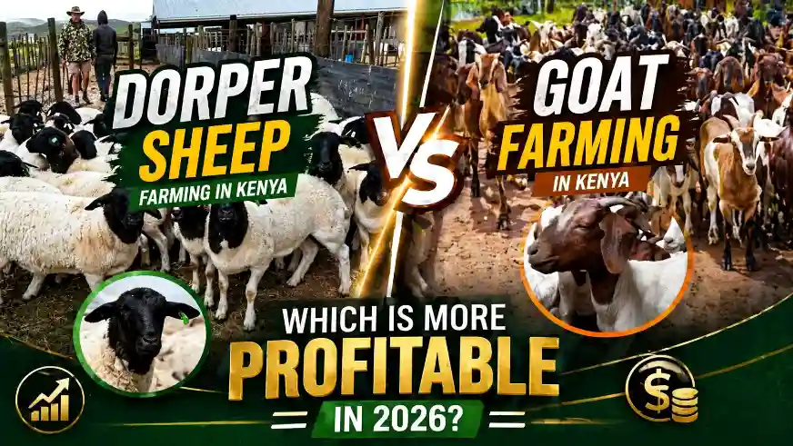 Dorper Sheep vs Goat Farming in Kenya