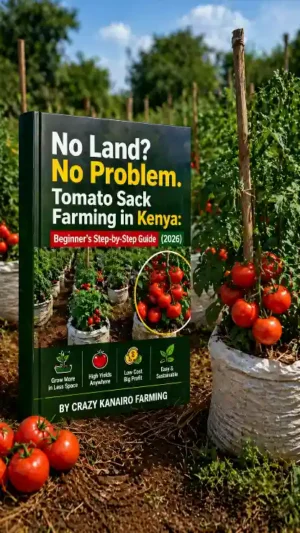 No Land? No Problem. Tomato Sack Farming in Kenya: Beginner’s Step-by-Step Guide (2026)