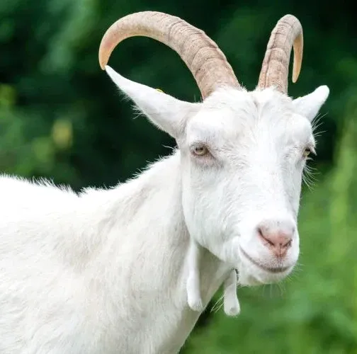 A close-up portrait of a white Saanen goat with large, curved horns standing in front of a lush green background.