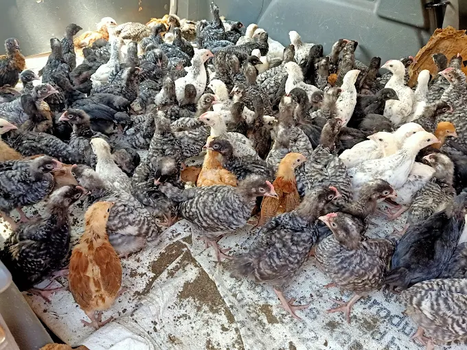 Improved Kienyeji Chicken Chicks
