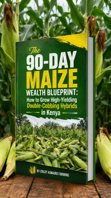 The 90-Day Maize Wealth Blueprint: How to Grow High-Yielding Double-Cobbing Hybrids in Kenya 1 The 90-Day Maize Wealth Blueprint: How to Grow High-Yielding Double-Cobbing Hybrids in Kenya