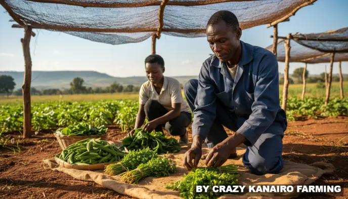 A rural Kenyan farmer arranging freshly harvested dhania into small neat bundles under a shade net