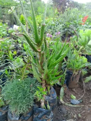 Aloe Vera