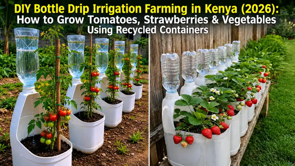DIY Bottle Drip Irrigation Farming in Kenya (2026)