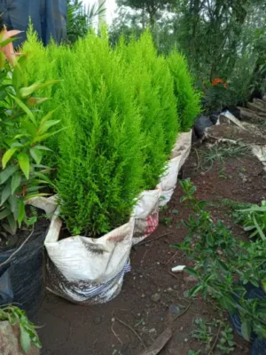 Vibrant Lemon Cypress Trees