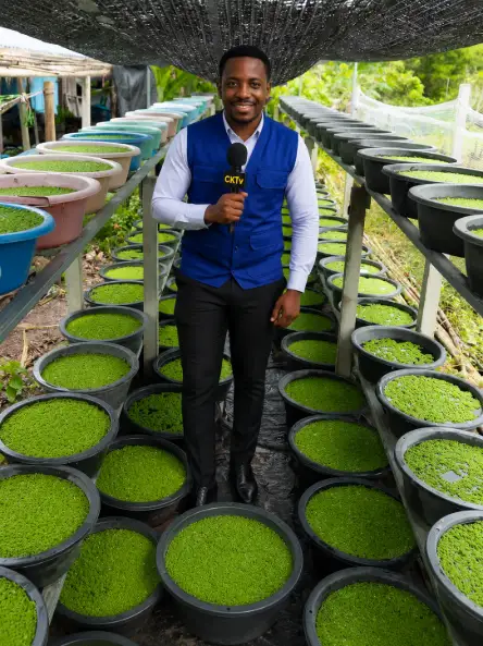 A smiling man holding a CKTV microphone stands between long rows of basins filled with vibrant green Azolla at an outdoor cultivation facility.