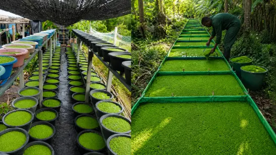 Pond vs Container Azolla Farming: Which One Is Better for Profit in 2026?