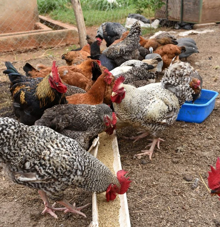 A diverse flock of chickens and roosters gather around a long narrow trough to eat grain in a dirt yard.