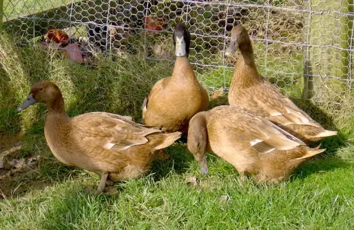 Duck Farming in Kenya 2026: Costs, Feeding & Profits guide 5 khaki campbell ducks