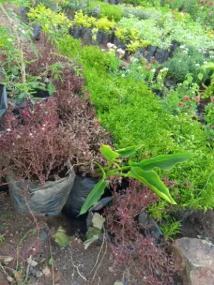 Chinese Grass (Ground Cover) - Assorted Colors