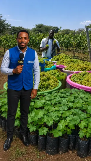 buy grapes seedlings kenya
