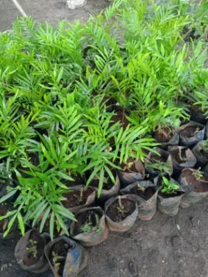 Areca Palm (often misnamed "Thika Palm")