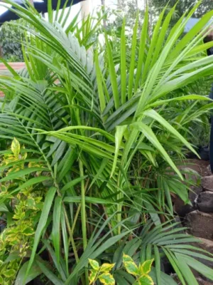 Majesty Palm, Ravenea rivularis, tropical plants Kenya, indoor palms, patio plants, garden aesthetics,