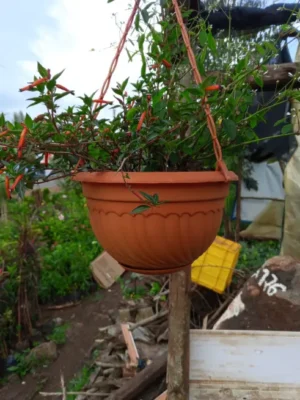 Buy Vibrant Lipstick Plant | Stunning Cascading Houseplant