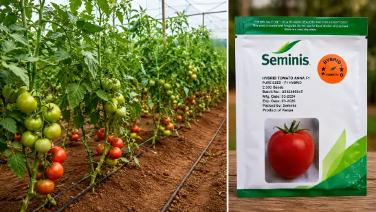 Anna F1 hybrid tomato seed packet displayed beside healthy greenhouse tomato plants growing under drip irrigation in Kenya.
